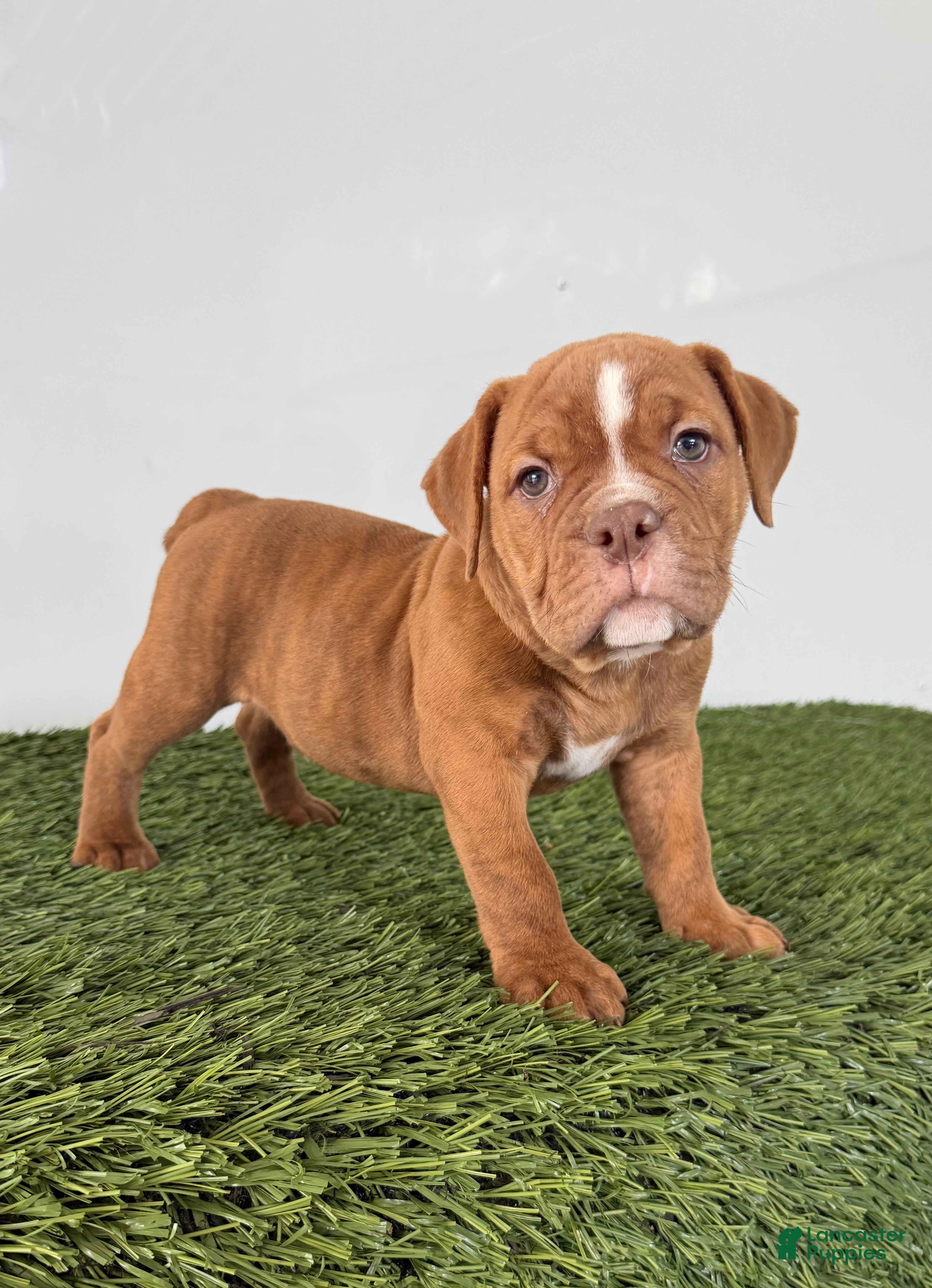 Olde English Bulldogge dogs Nate - Ad 1