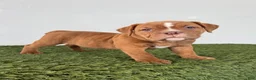 Olde English Bulldogge dogs for sale: Nate - Ad 1