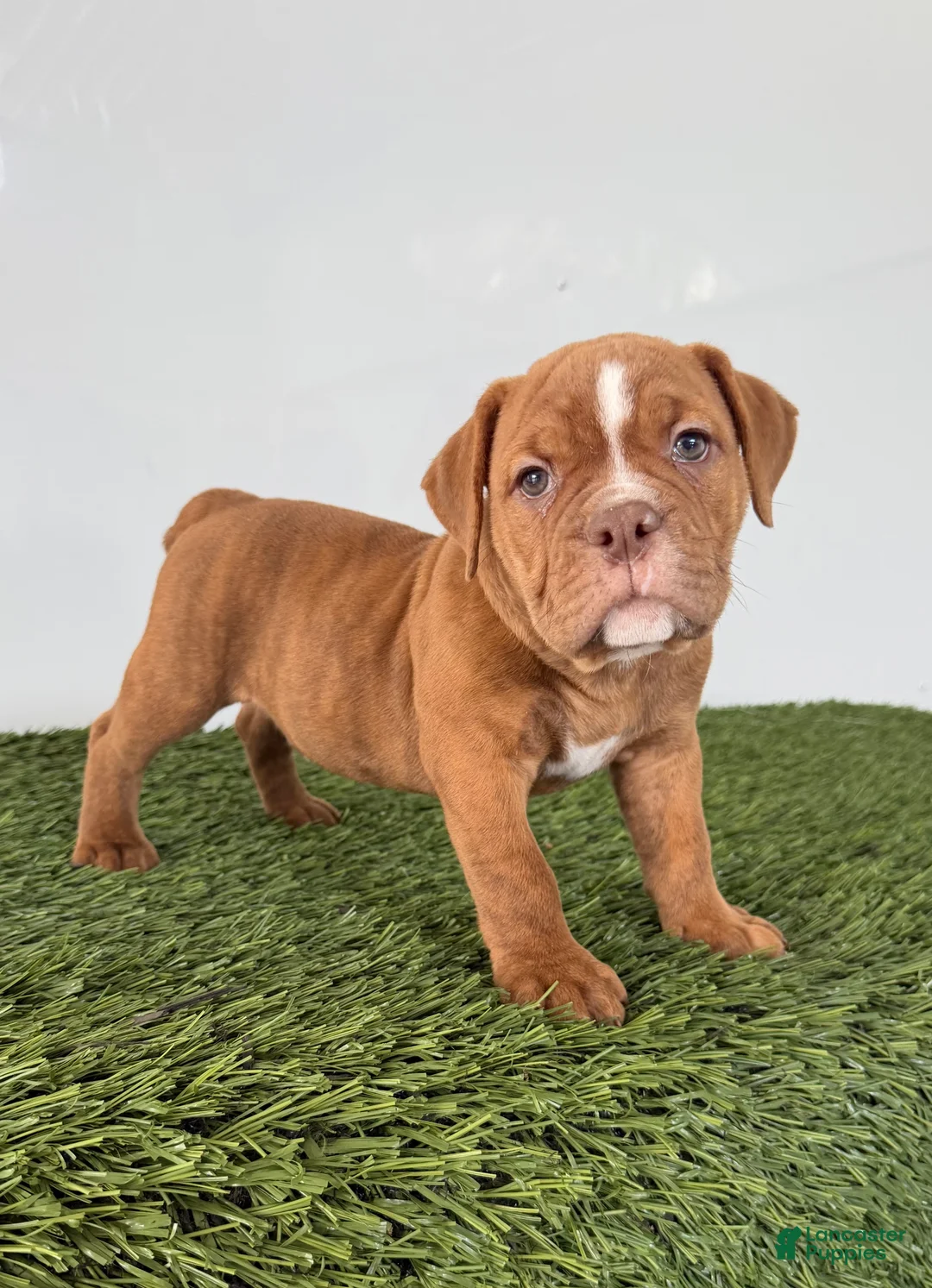 Olde English Bulldogge dogs for sale: Nate - Ad 1