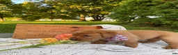 Labrador Retriever dogs for sale: Meadow - Ad 7