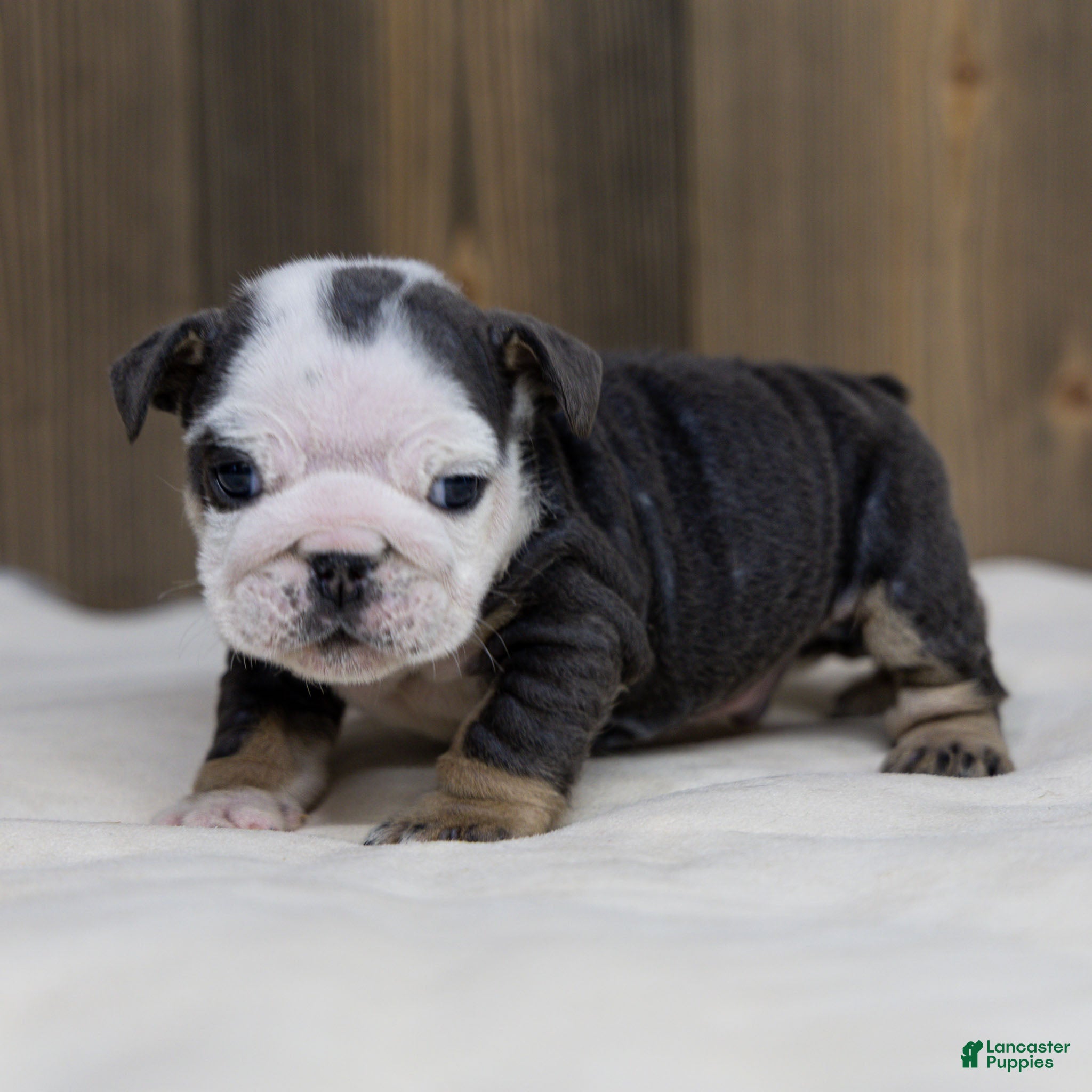 English Bulldog dogs Blue Harbor English Bulldog Puppy  - Ad 1