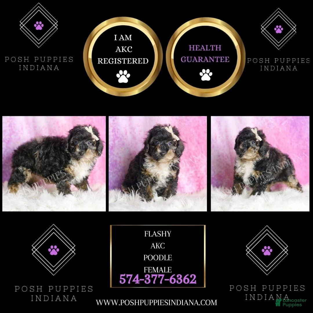 Toy Poodle dogs for sale: Flashy  - Ad 2