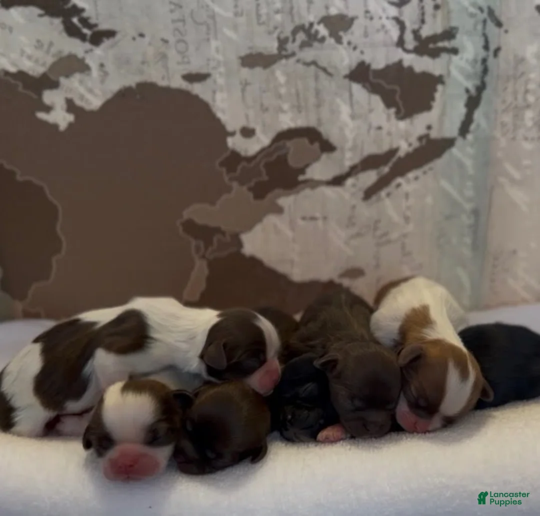 Shih Tzu dogs for sale: Shih Tzu (CUPPY) - Ad 2