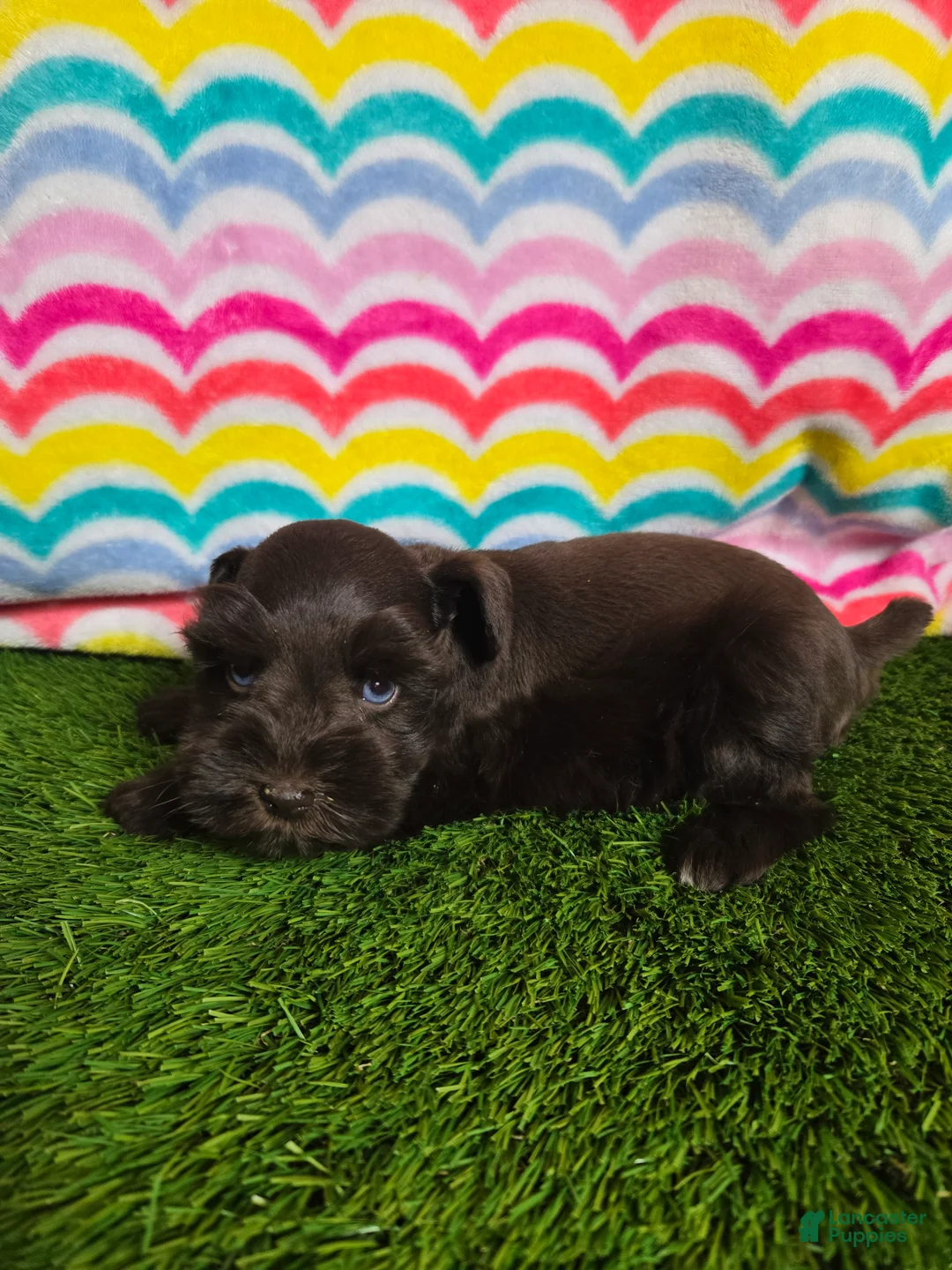 Miniature Schnauzer dogs for sale: Darla - Ad 2