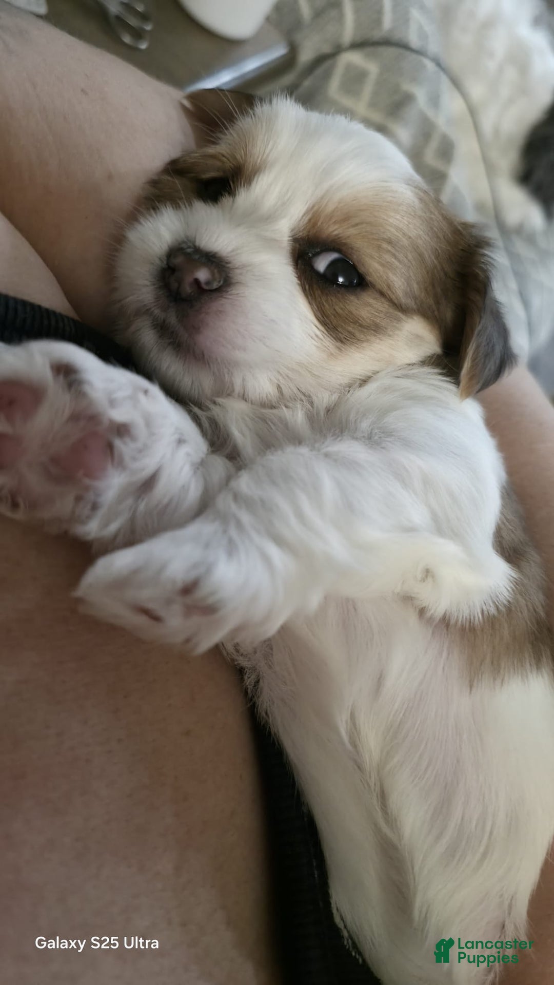 Shorkie dogs for sale: Shorkie Puppy 4 Blessy - Ad 4