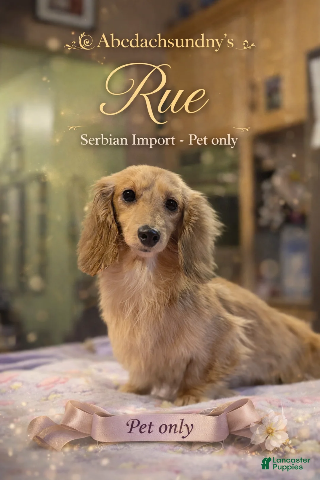 Miniature Dachshund dogs for sale: 6.2 lbs grown Rue - Ad 1