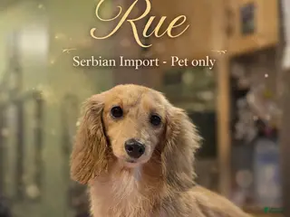 Miniature Dachshund dogs 6.2 lbs grown Rue - Ad 25