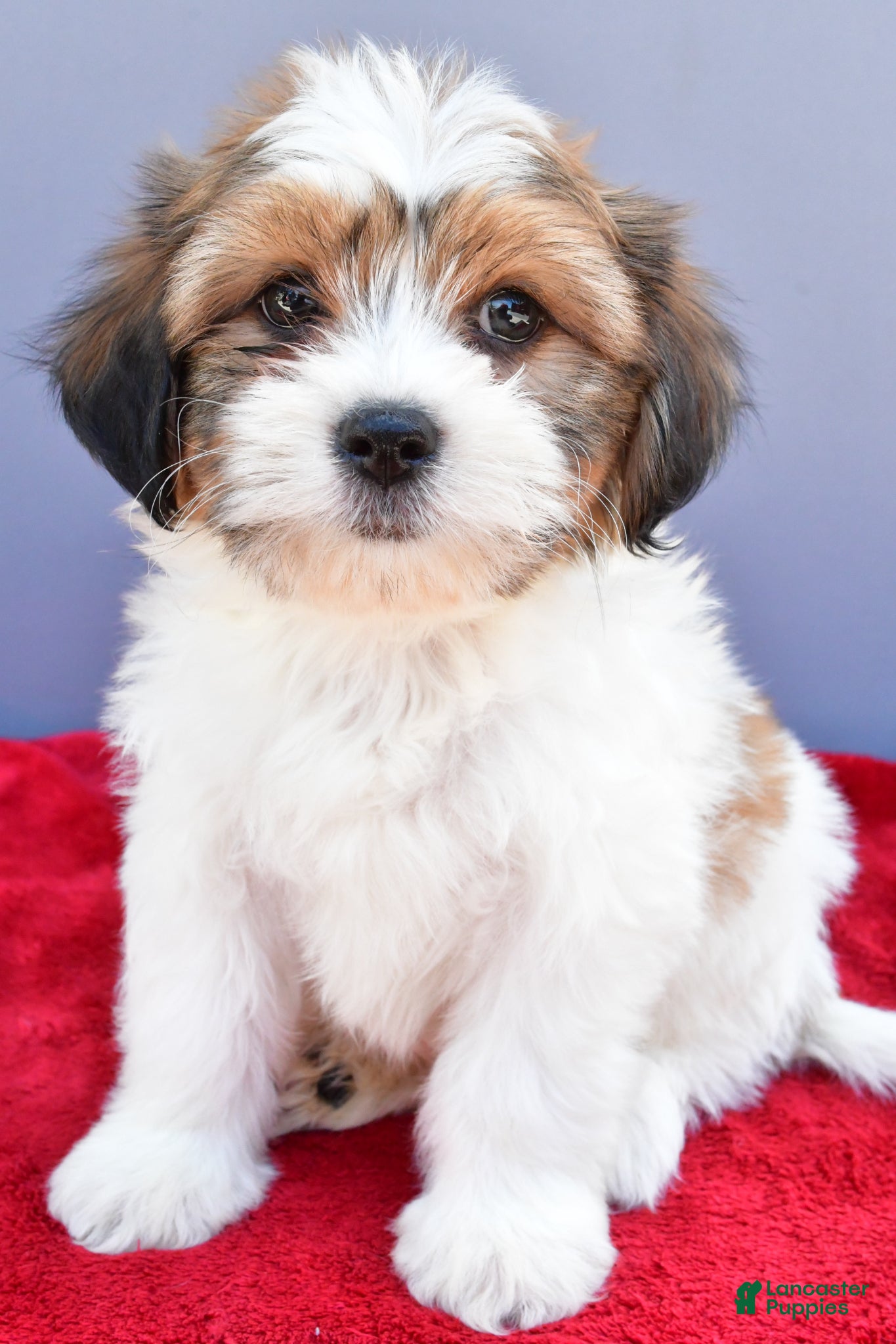 Teddy Bear dogs Tony - Ad 2
