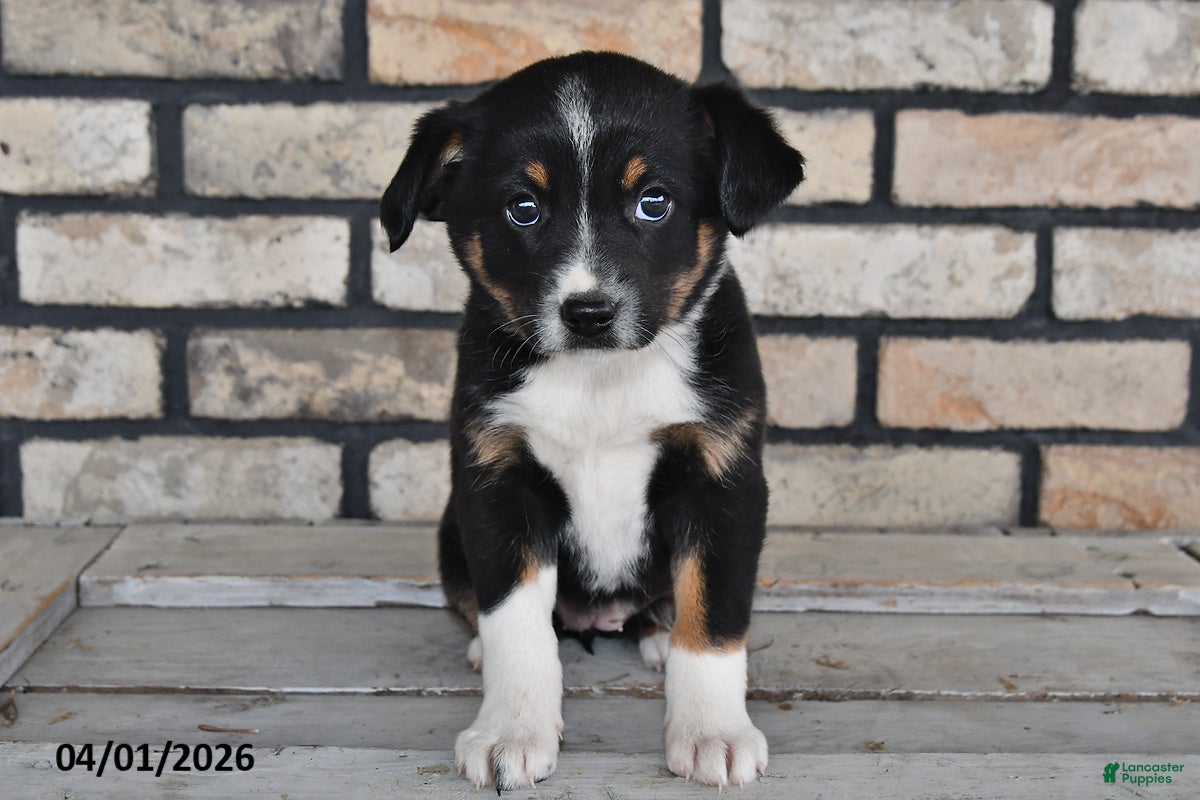 Mixed Breed dogs for sale: Charlotte - Ad 4