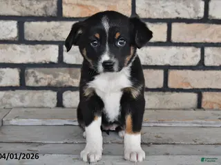 Mixed Breed dogs for sale: Charlotte - Ad 4