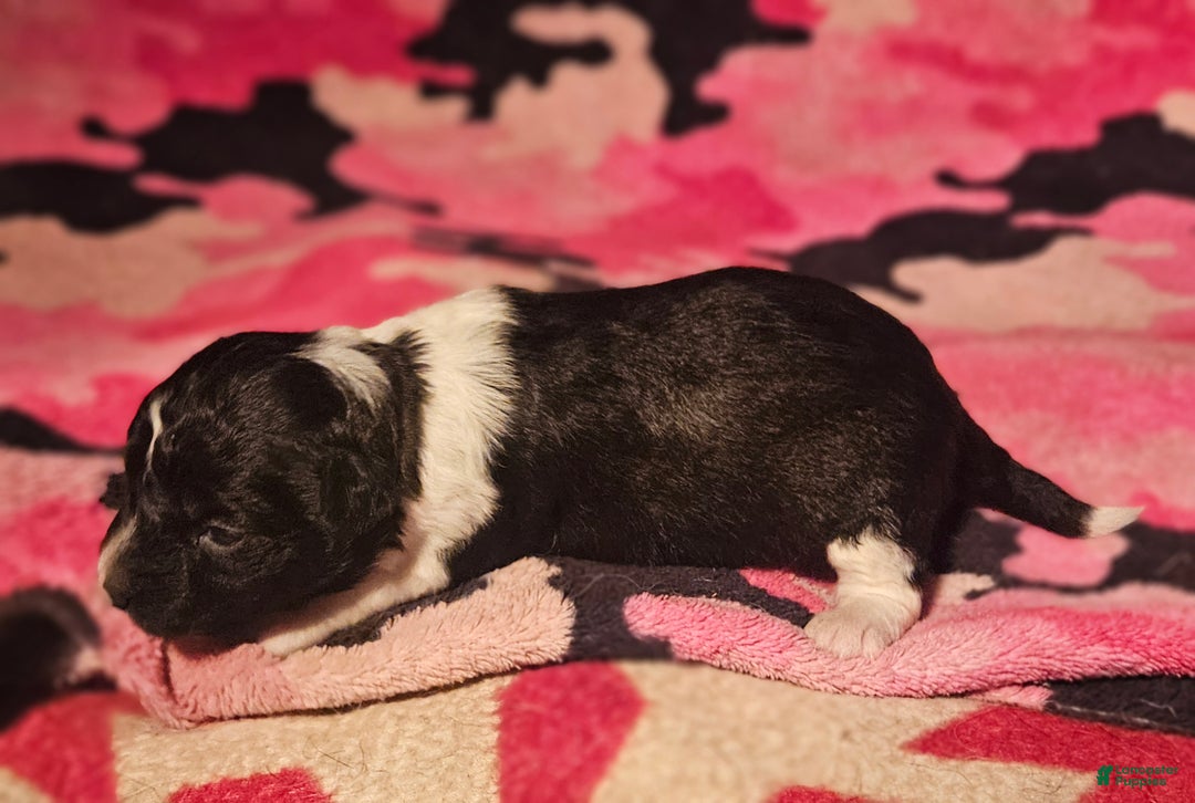 Chihuahua dogs for sale: Cindy - Ad 4