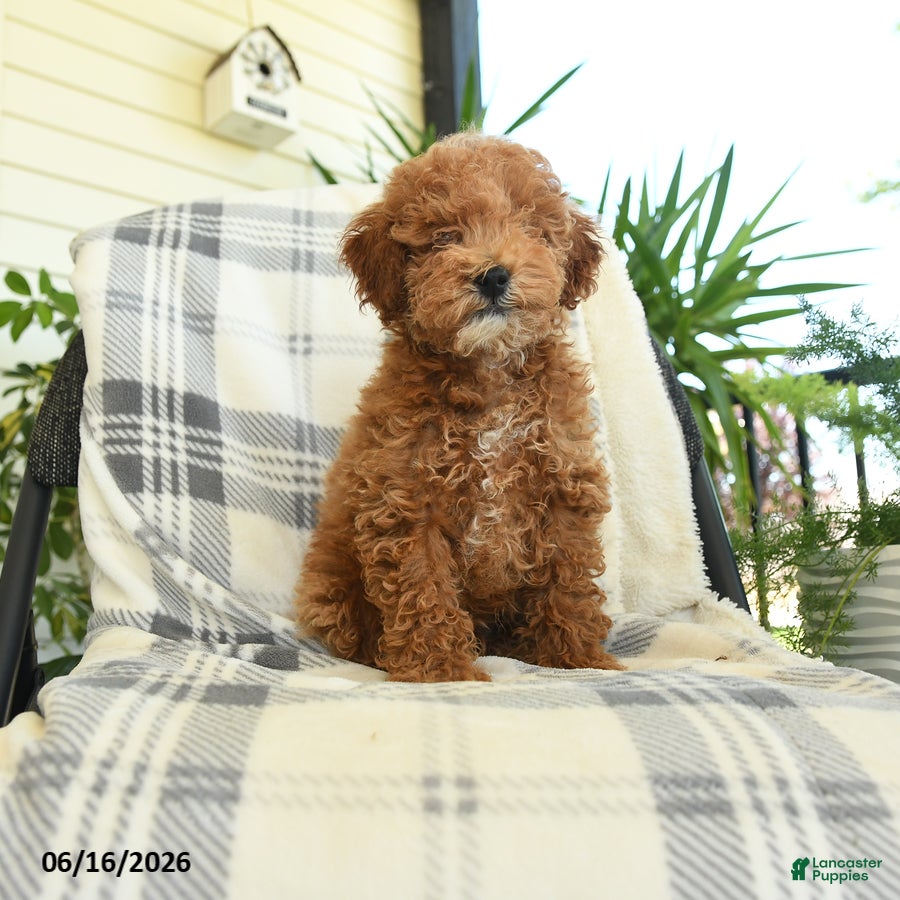 Miniature Poodle dogs Jack  - Ad 1
