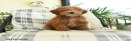 Miniature Poodle dogs for sale: Jack  - Ad 1