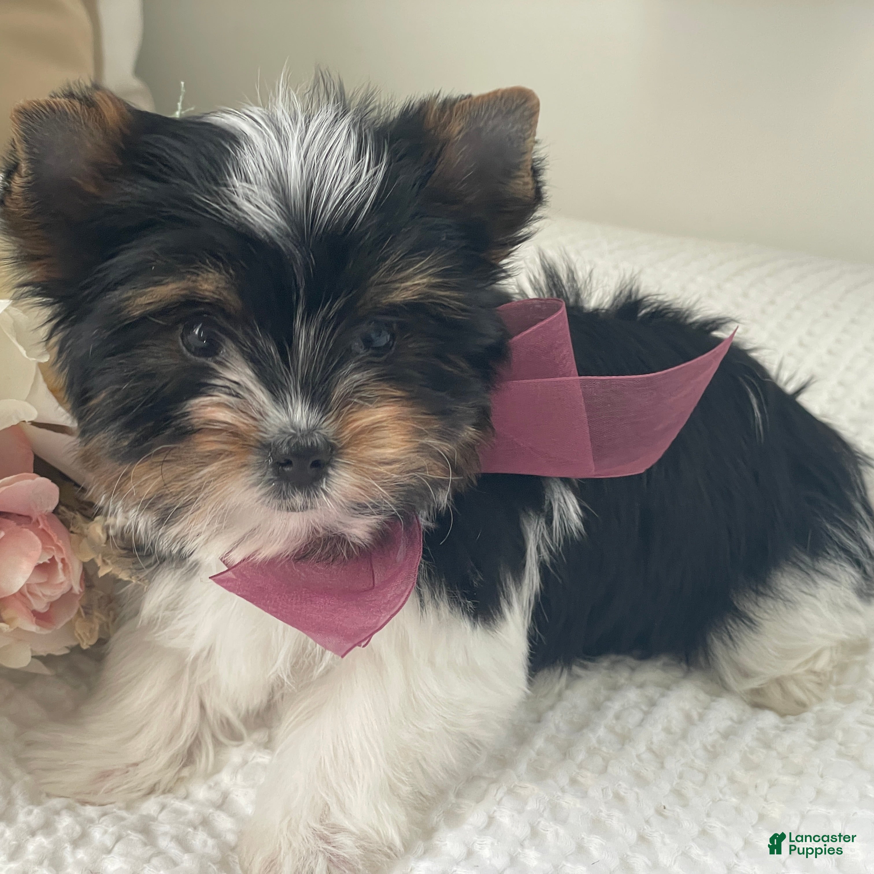 Biewer Terrier dogs Millie - Ad 1