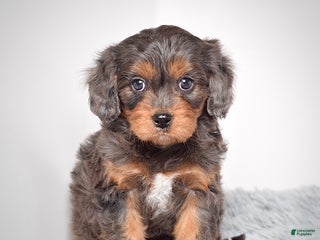 Cavapoo dogs - Ad 12