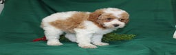 Miniature Poodle dogs for sale: Olaf - Ad 5
