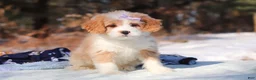 Mini Bernedoodle dogs for sale: Aurora - Ad 2