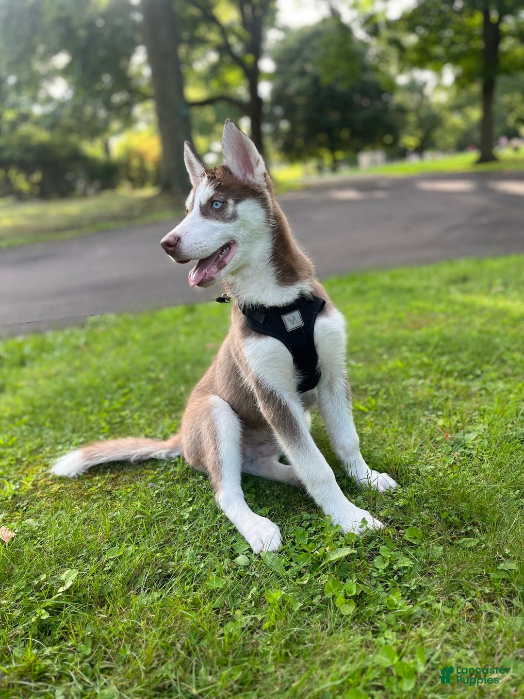 Gallery Image {{count}}