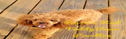 Toy Poodle dogs for sale: Toy Poodle 1 - Ad 4