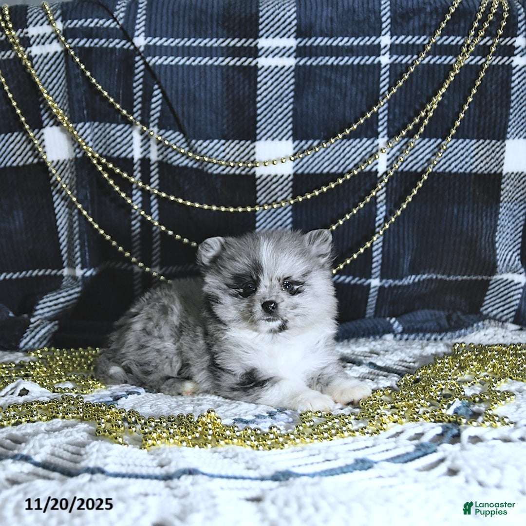 Pomeranian dogs for sale: Ryker GENETIC CLEARED - Ad 4