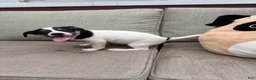 Jack Russell Terrier dogs for sale: Checkers - Ad 3
