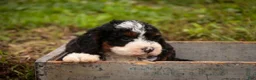 Bernedoodle dogs for sale: Ridge Miniature Bernedoodle  - Ad 6