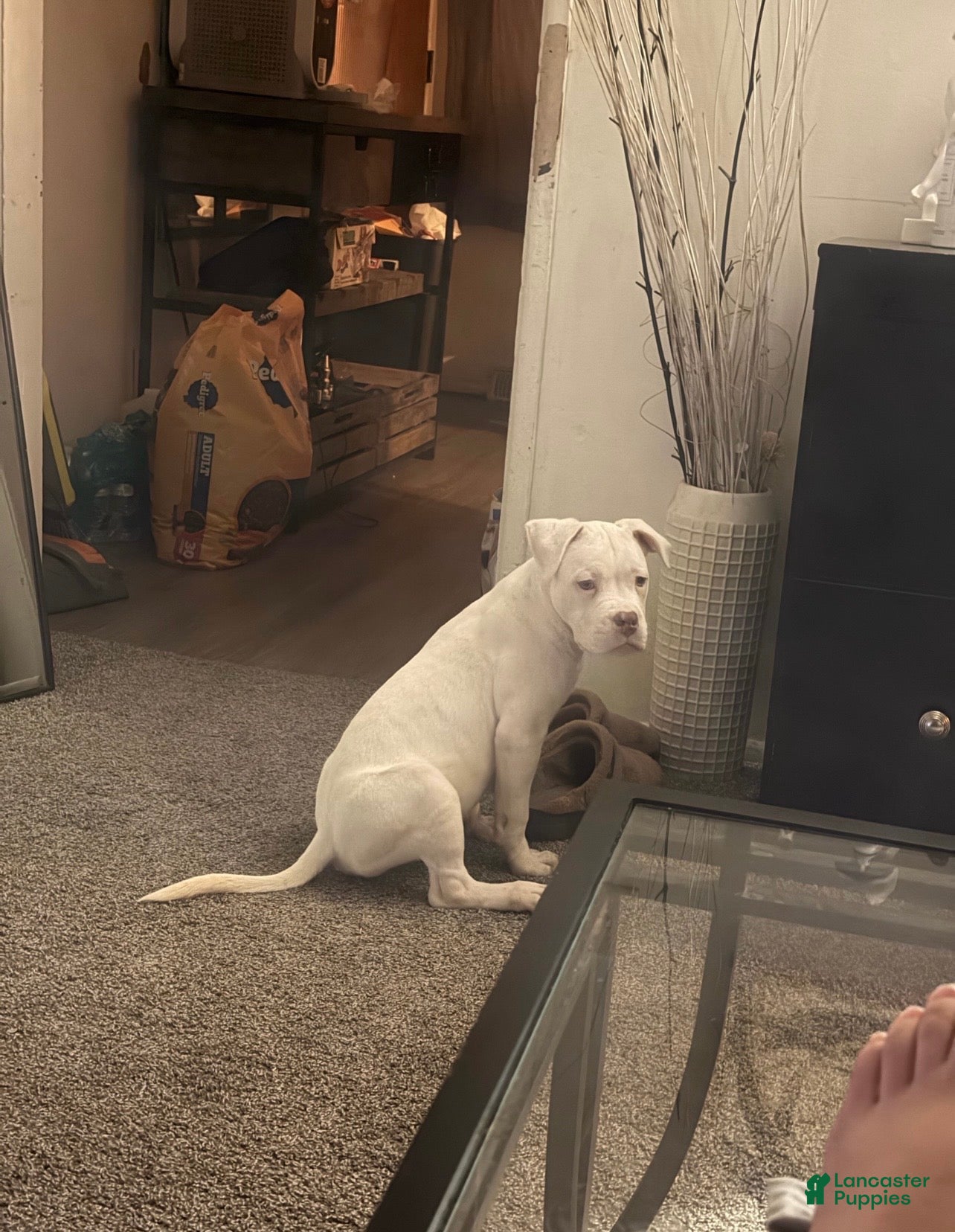 Mixed Breed dogs Mixed Breed Puppy 1 - Ad 25