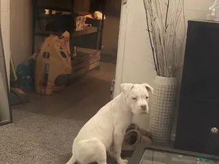 Mixed Breed dogs Mixed Breed Puppy 1 - Ad 13