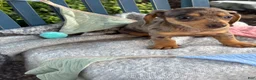 Miniature Dachshund dogs for sale: Theodora - Ad 7