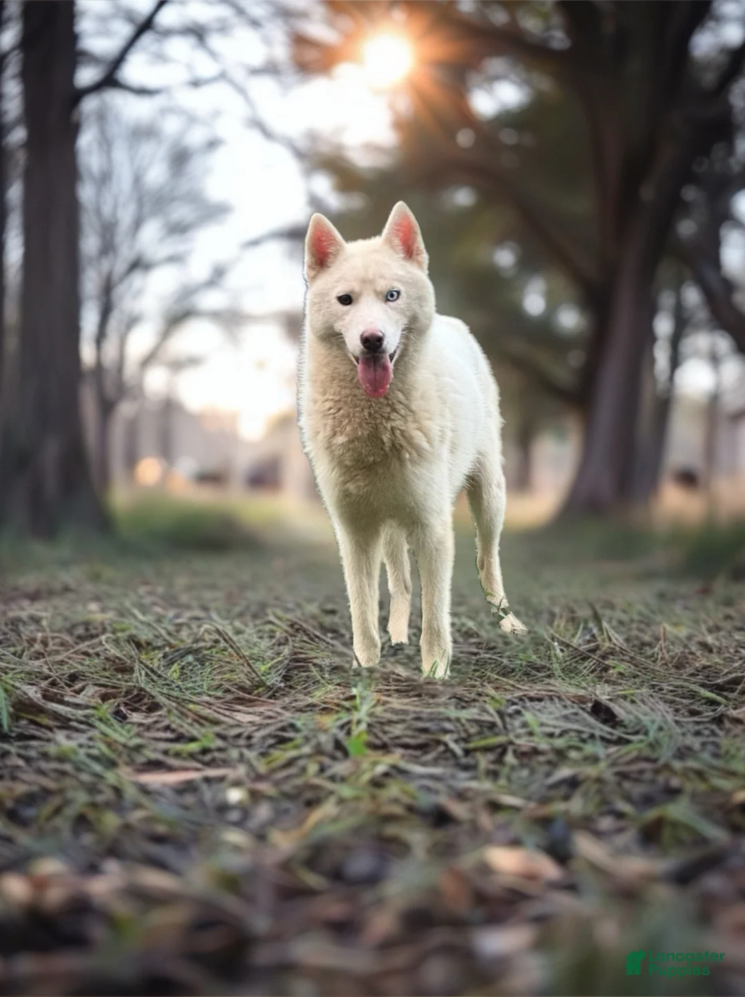 Siberian Husky dogs for sale: Lila - Ad 4
