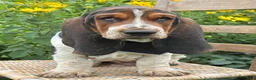 Basset Hound dogs for sale: Walter - Ad 14