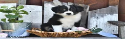 Australian Shepherd dogs for sale: Twinkle - Ad 3