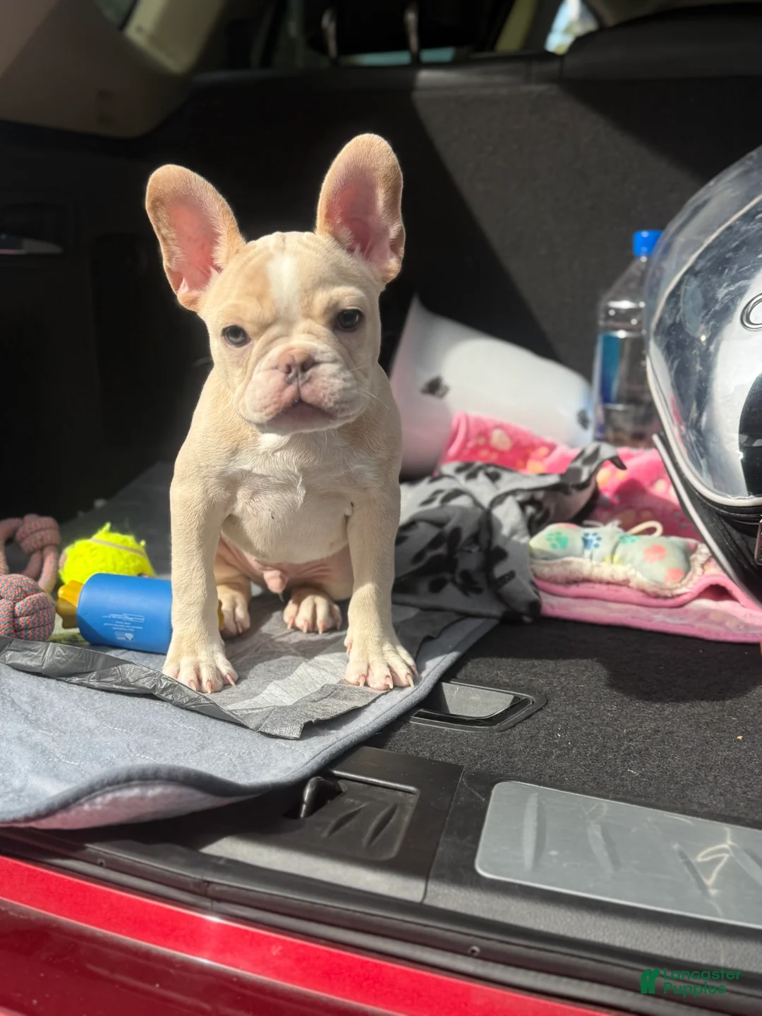 French Bulldog dogs for sale: Kylo - Ad 2