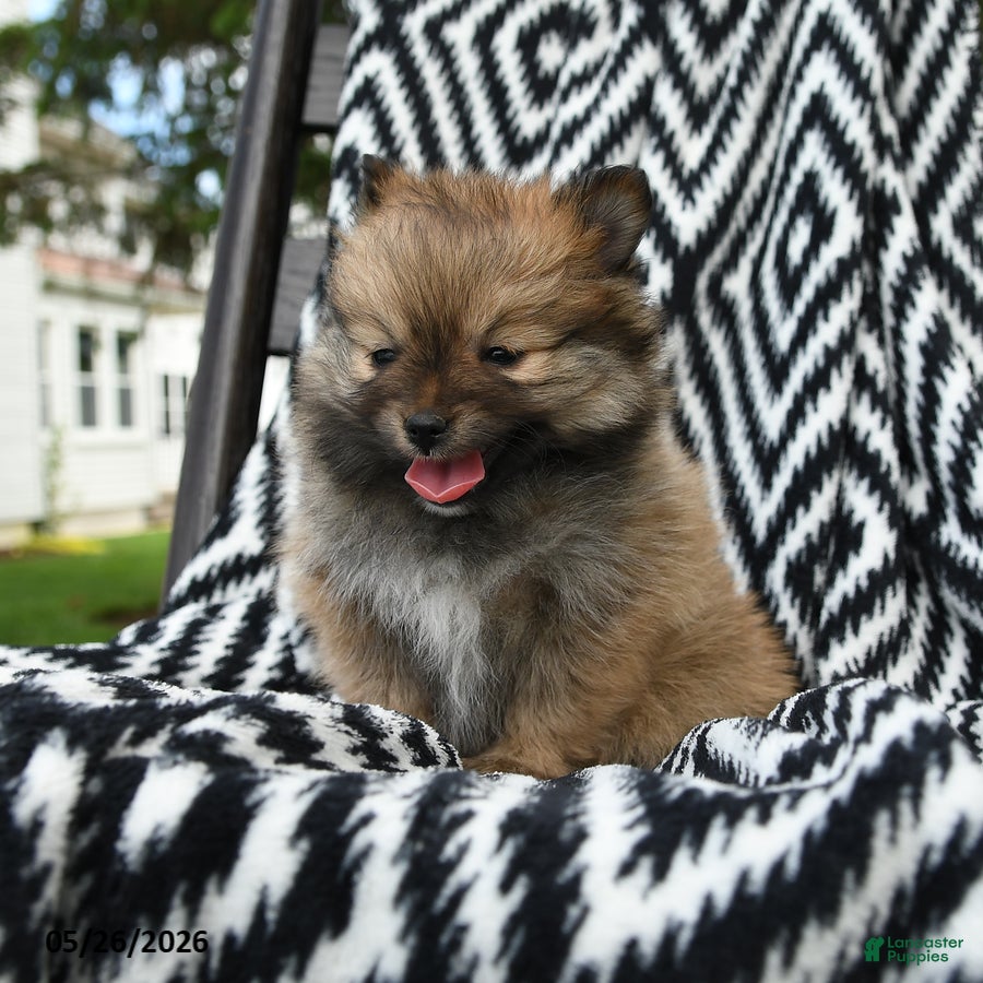 Pomeranian dogs Crescent - Ad 2