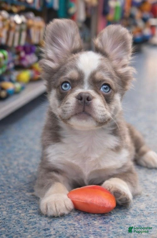 French Bulldog dogs French Bulldog Puppy 2 - Ad 2