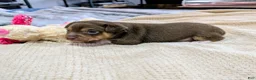 Rat Terrier dogs for sale: Jason - Mini Rat  - Ad 6