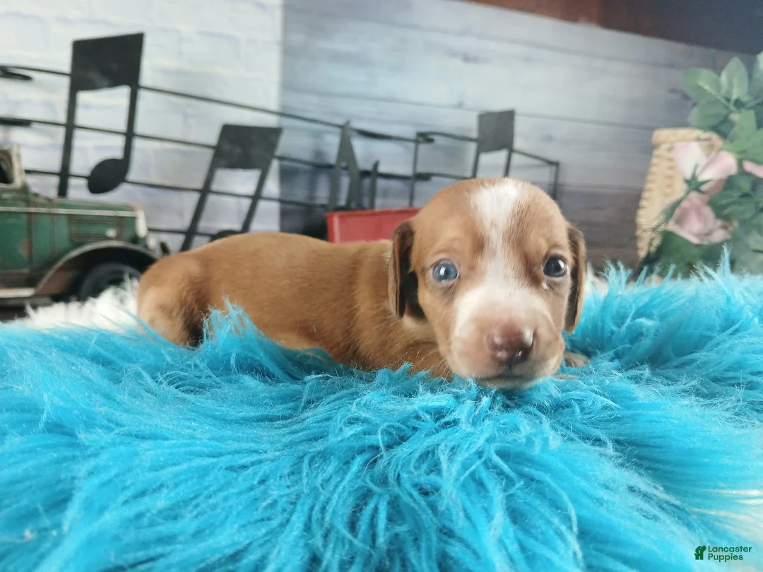 Dachshund dogs for sale: Nationwide delivery. Sugar pies red and white boy - Ad 1