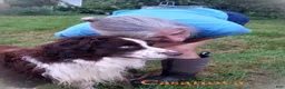 Australian Shepherd dogs for sale: One - Ad 10