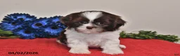 Shih Tzu dogs for sale: Lily - Ad 4
