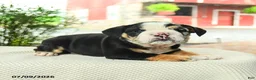 English Bulldog dogs for sale: Vernon - Ad 2
