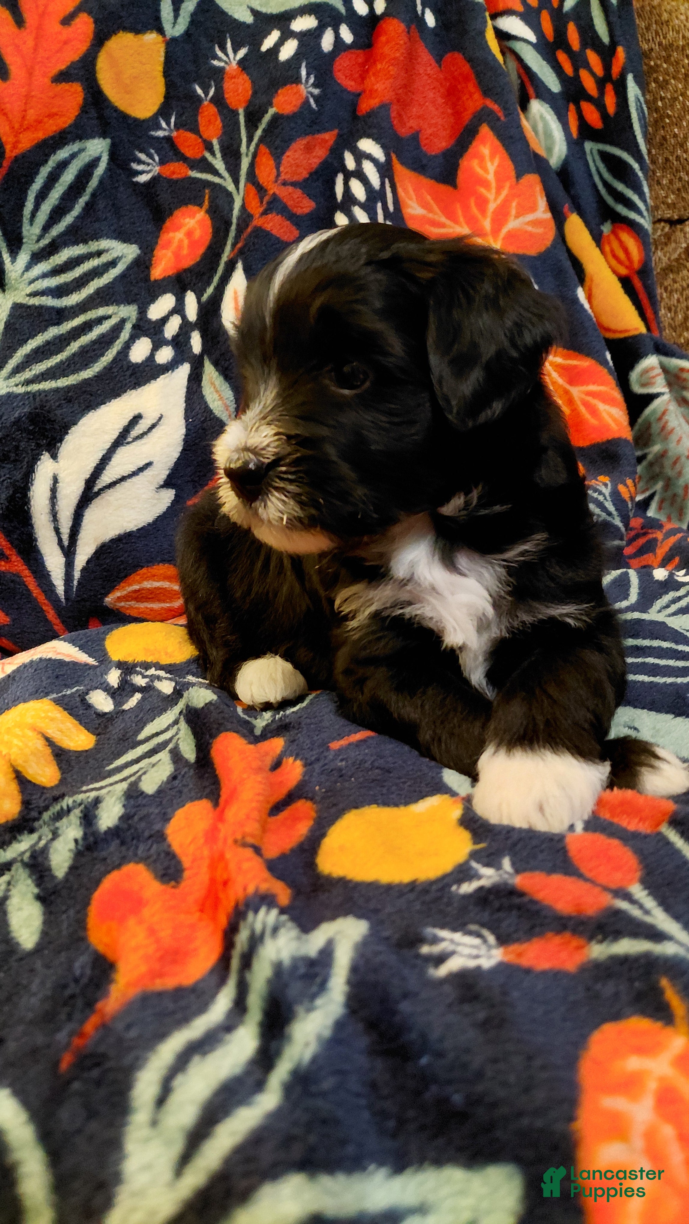 Mini Goldendoodle dogs Mountain Goldendoodle - Dash - Ad 1