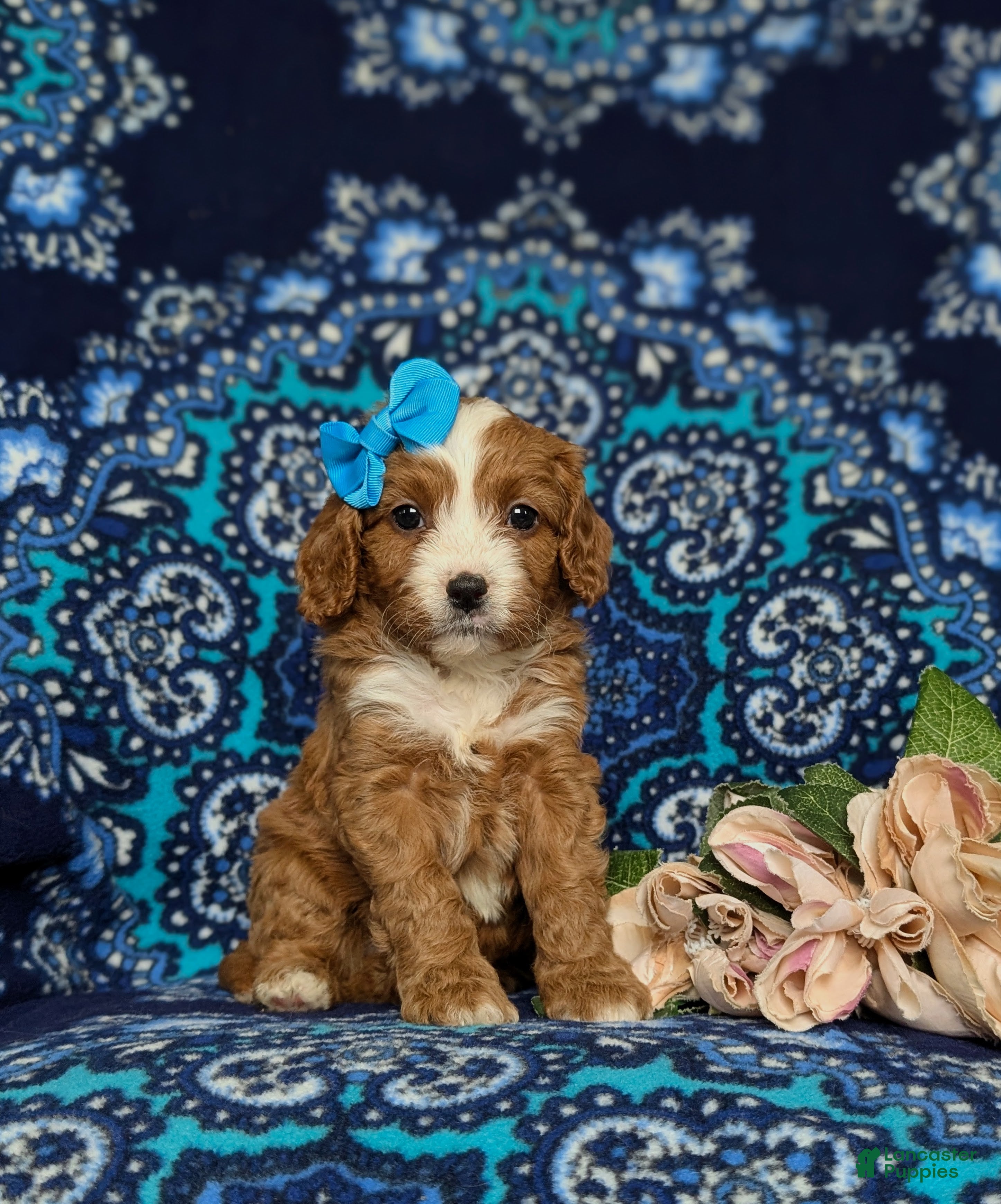 Cavapoo dogs Kandee - Ad 1