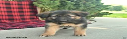 Mixed Breed dogs for sale: Ryder  - Ad 5