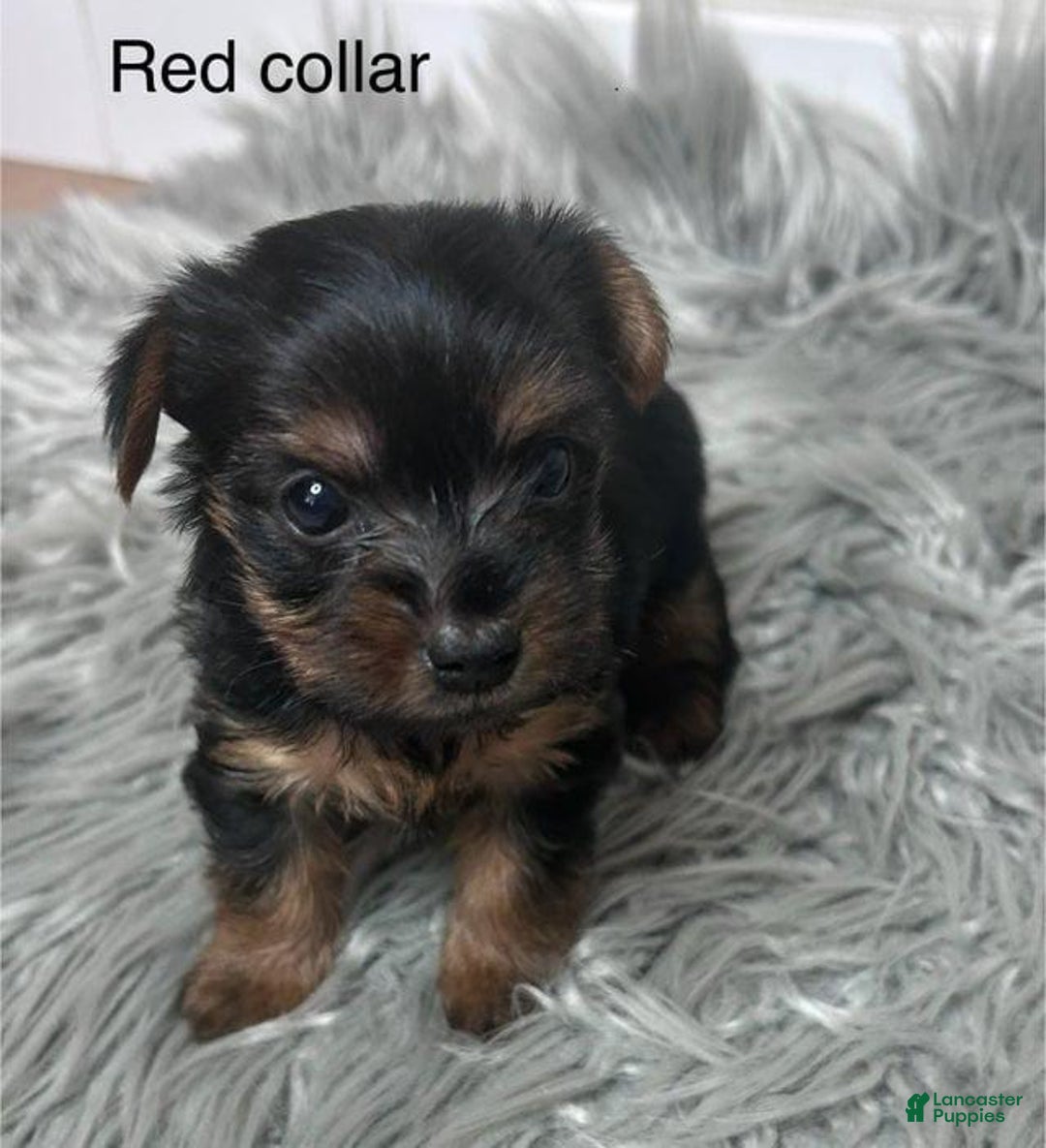 Yorkshire Terrier dogs for sale: Tessa - Ad 1