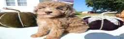 Toy Poodle dogs for sale: Toy Poodle 2 Carmalmaciato - Ad 3