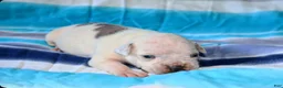 American Bully dogs for sale: Yoda - Ad 1