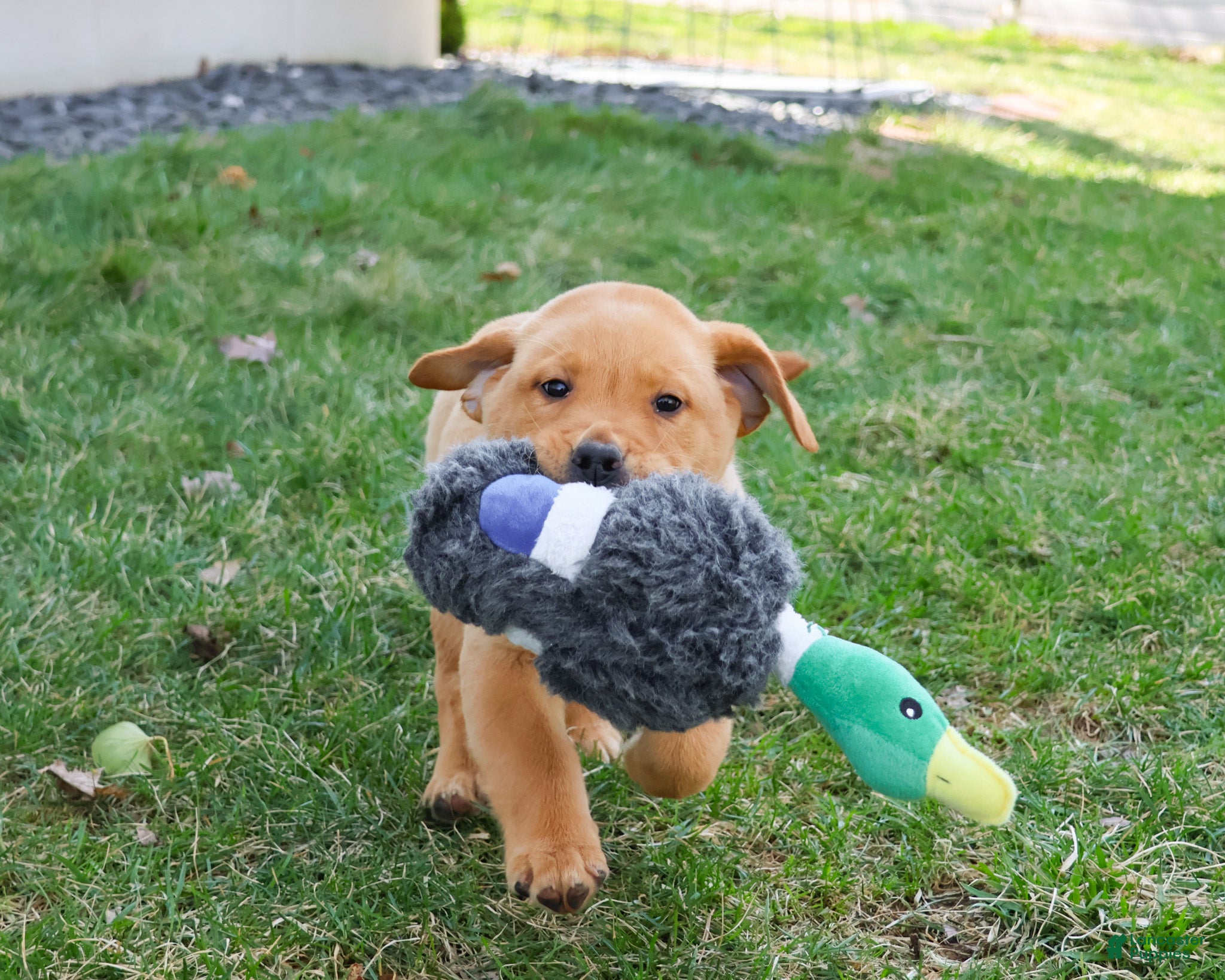 Labrador Retriever dogs Dustin - Ad 21