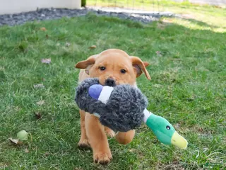 Labrador Retriever dogs Dustin - Ad 21