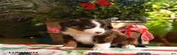 Australian Shepherd dogs for sale: Argus - Ad 4