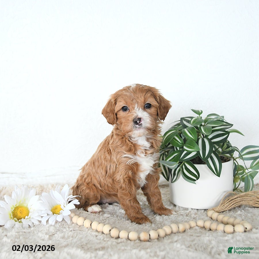 Mini Goldendoodle dogs Iris - Ad 1